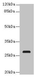 C17orf64 antibody
