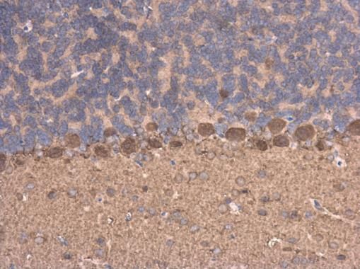 C17orf75 antibody [N1C1]