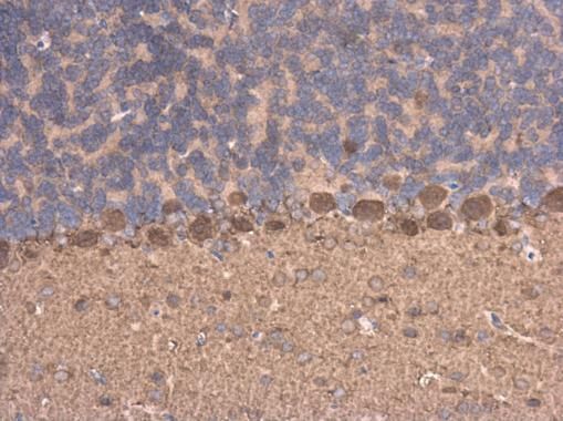 C17orf75 antibody