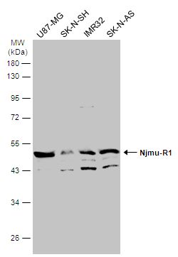 C17orf75 antibody [N1C1]