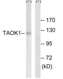 TAOK1 antibody