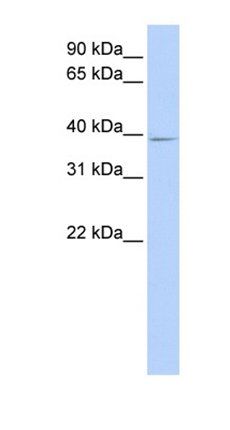 C18orf25 antibody