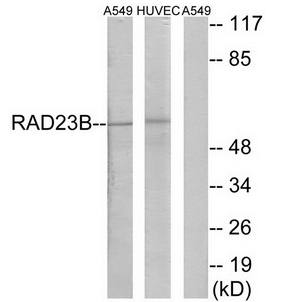 RAD23B Antibody