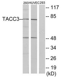 TACC3 antibody