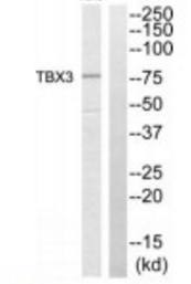 TBX3 Antibody