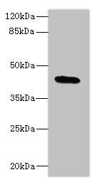 C19orf47 antibody