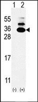 C19orf50 antibody