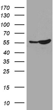 C19orf80 Antibody