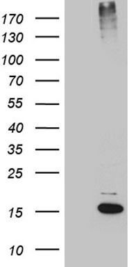 C19orf80 Antibody