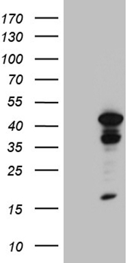C19orf80 Antibody