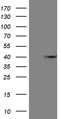 C19orf80 Antibody