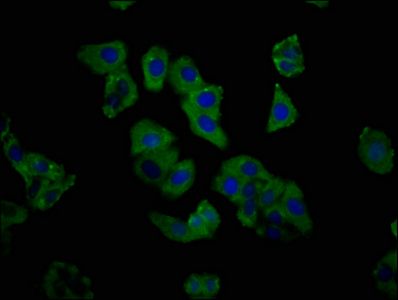 C1GALT1 Antibody