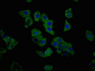 C1GALT1 antibody