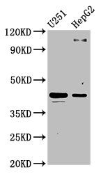 C1GALT1 Antibody