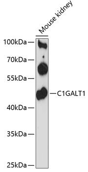 C1GALT1 antibody