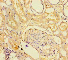 C1orf105 Antibody