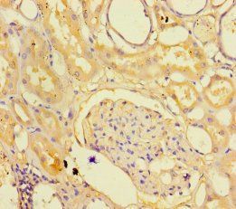 C1orf105 antibody