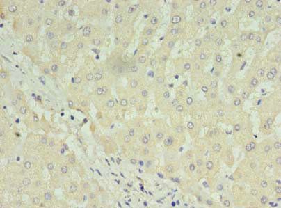 C1orf123 Antibody