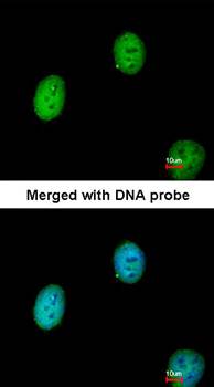 C1orf165 Rabbit Polyclonal Antibody