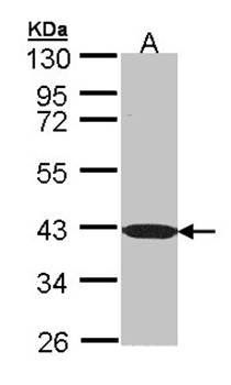 C1orf165 Rabbit Polyclonal Antibody