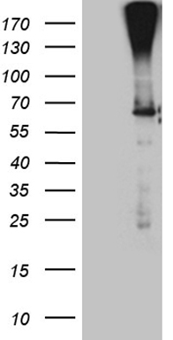 C1orf83 Antibody