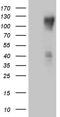C1orf83 Antibody