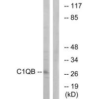 C1QB antibody