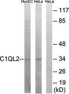 C1QL2 Antibody