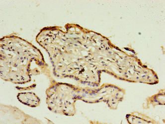 C1QTNF6 Antibody