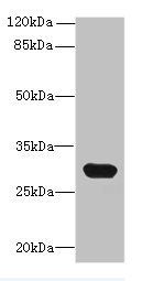 C1QTNF6 Antibody