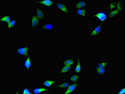 C1QTNF9B antibody