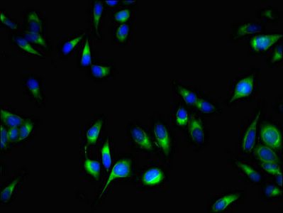 PCOTH Antibody