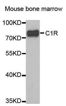 C1R antibody