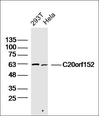 C20orf152 antibody