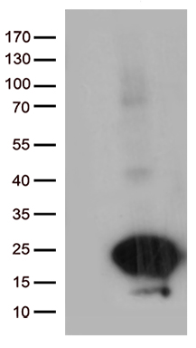 C20orf79 Antibody