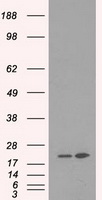 SCP2D1 Antibody
