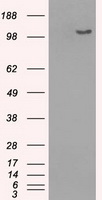 SCP2D1 Antibody