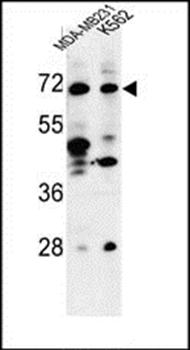 C21orf29 antibody