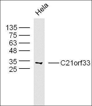 C21orf33 antibody