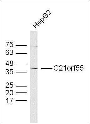 C21orf55 antibody