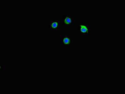 C2CD3 antibody