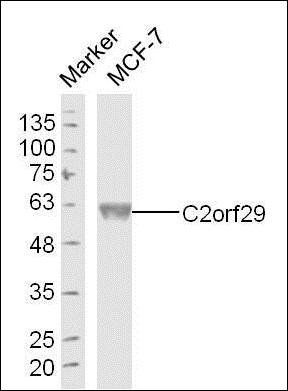 C2orf29 antibody