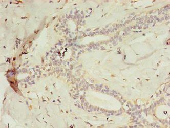 MAIP1 Antibody