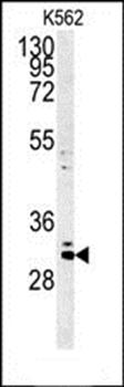 C2orf49 antibody