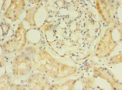 C2orf69 Antibody