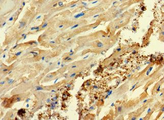 C2orf83 Antibody