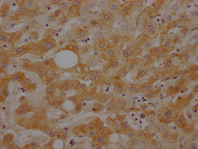 C3 Recombinant Monoclonal Antibody