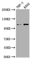 C3 Recombinant Monoclonal Antibody