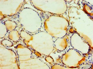 C3AR1 Antibody