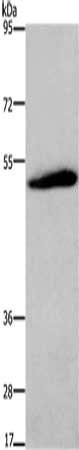 C3AR1 Antibody